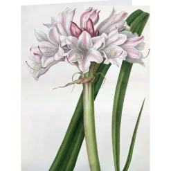 The Met Store Notecards & Correspondence*Botanical Illustrations Notecards